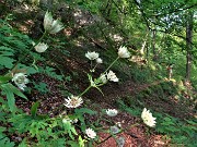 33 Fiori di astranzia maggiore ( Astrantia major)